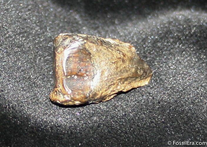 Triceratops Tooth With Partial Root #1130